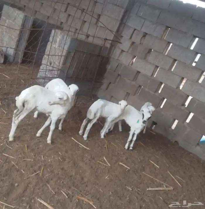 عرض دواغير خرفان اعمار شهر 1