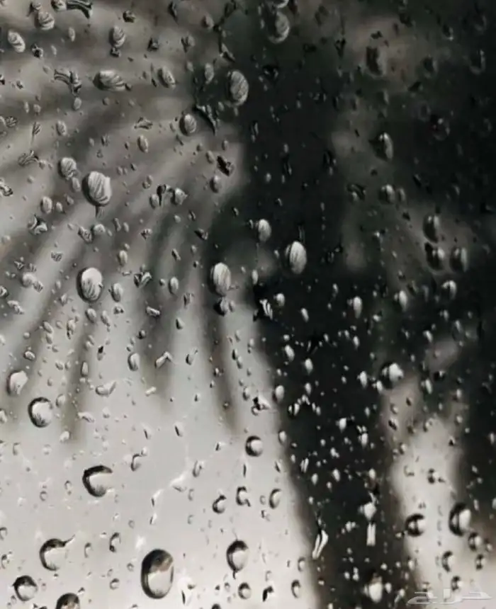 مطعم للتقبيل فطائر وبتزا بينبع حي البلد 0