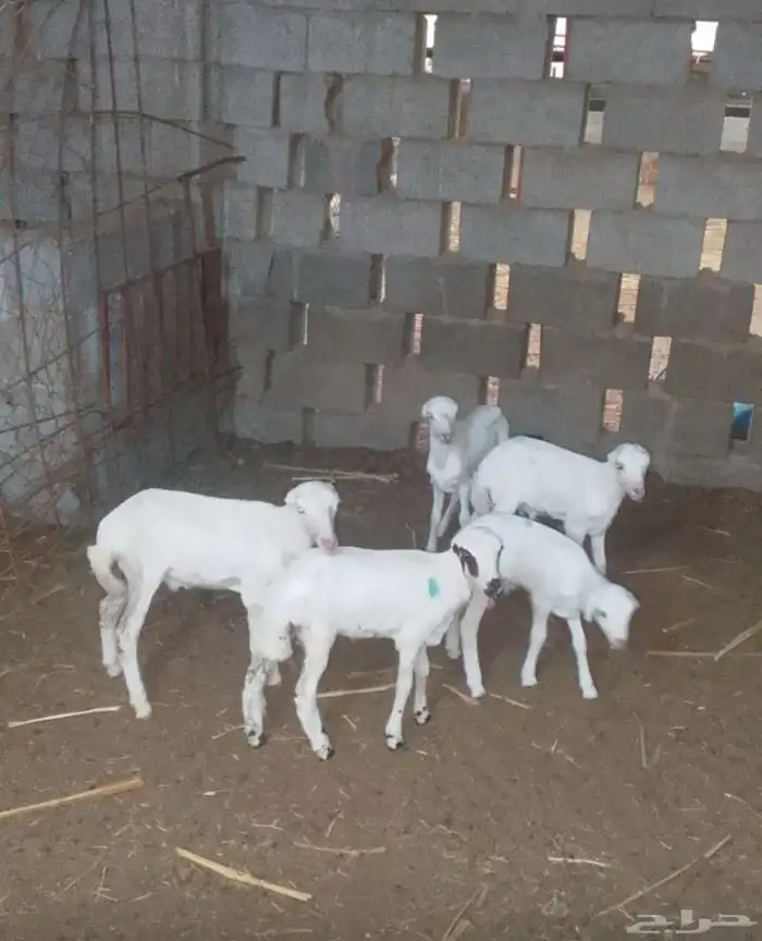 عرض دواغير خرفان اعمار شهر 0