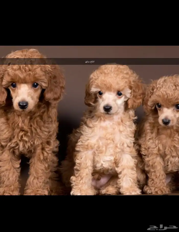 مستويات جراء بودل للحجزويوجد صور انتاج السابق وصور الأهالي 8