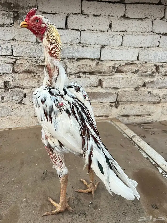 للبيع ديك سندي توب 1