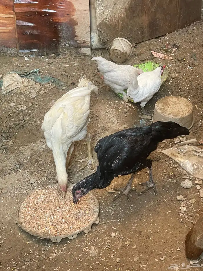 دجاج باكستاني 7