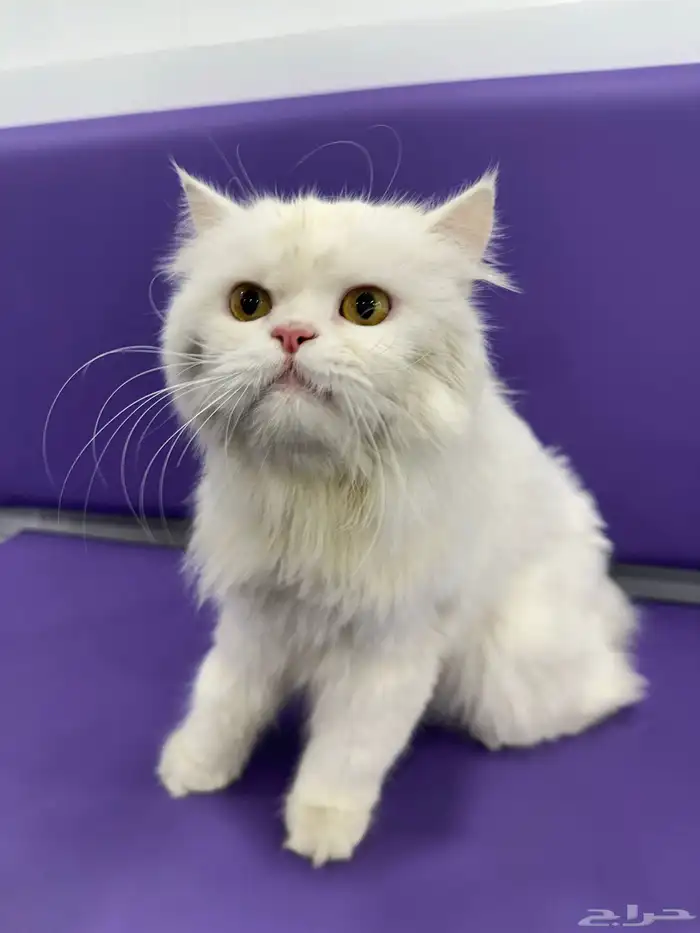 قطه ضايعه الدوحه الجنوبيه 4