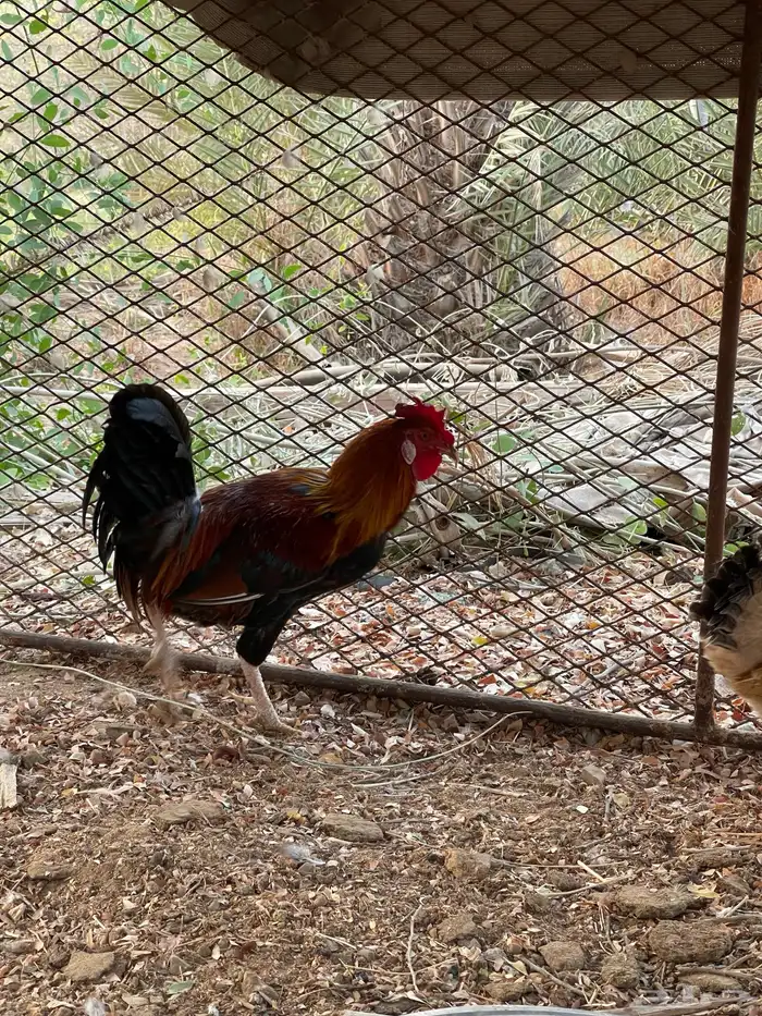 حمام زاجل كريمي وديك بلدي وارانب 3