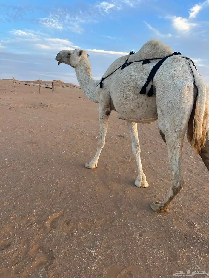 عشرا وضحى بدون بنتها 1