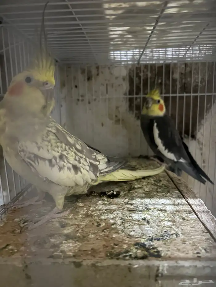 سلام عليكم جوز كروان منتاج 1