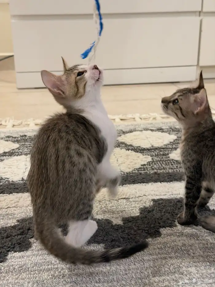 قطط للتبني بلدي لعوبيين 12