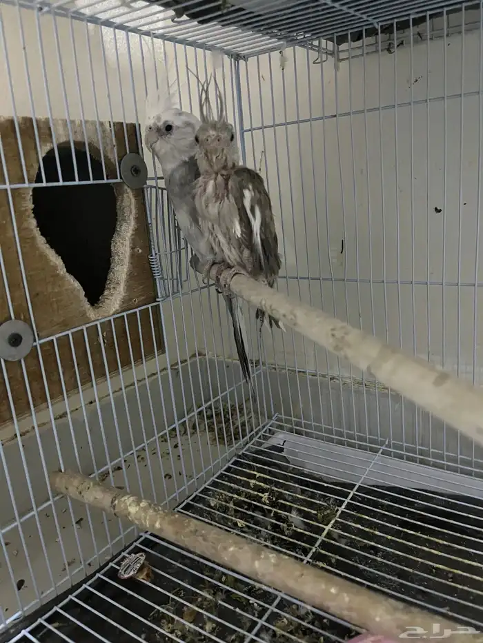 السلام عليكم ورحمة الله وبركاته  طيوركروان للبيع قد انتج 1