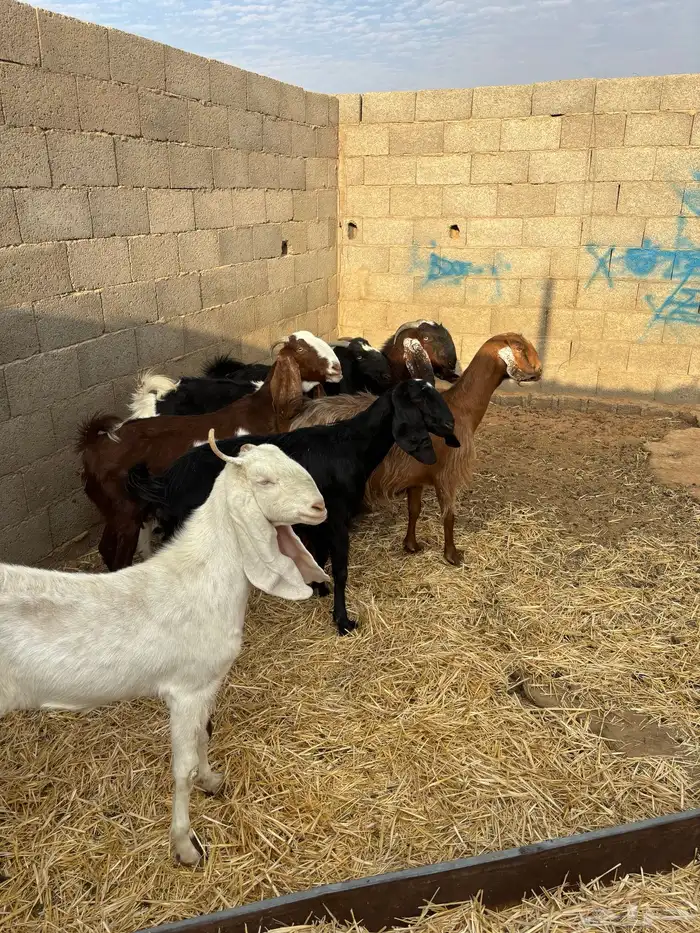 للبيع معزا مشاريك دفيع ومضاريع 5