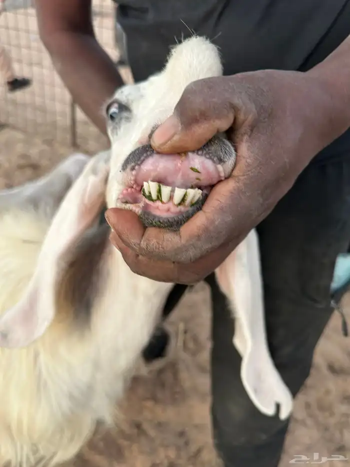 للبيع عنز مشروكة 6