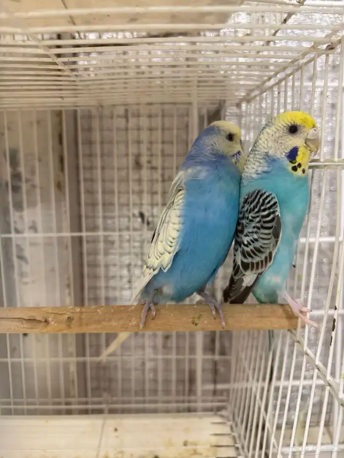 جوز بادجي هولندي مع انتاجه 1