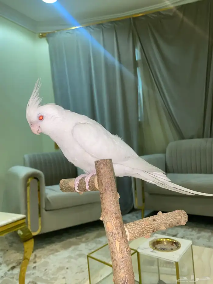 كروان اليف متكلم 0