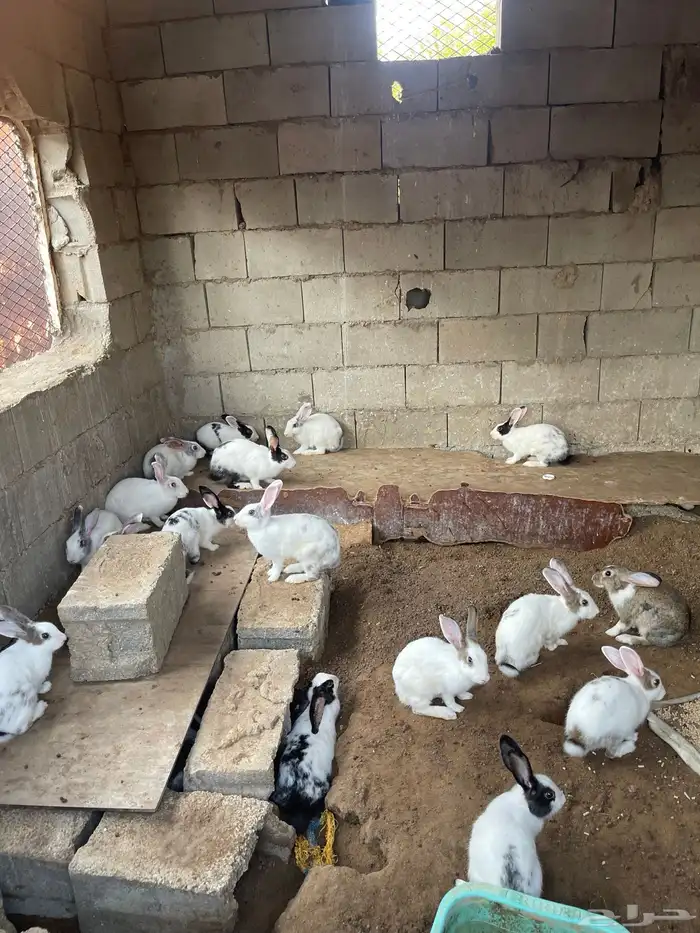 حمام زاجل كريمي وديك بلدي وارانب 0