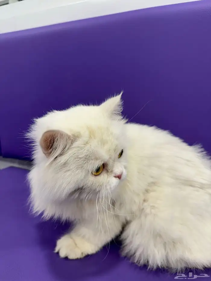 قطه ضايعه الدوحه الجنوبيه 1