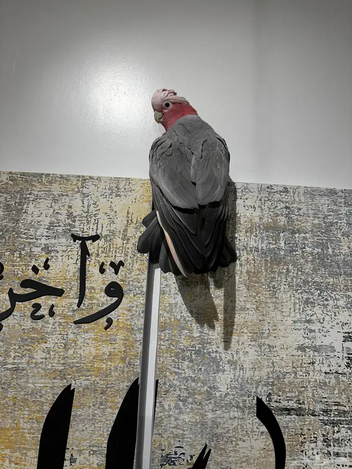 كوكاتو قالا جدا اليف ومتكلم 0