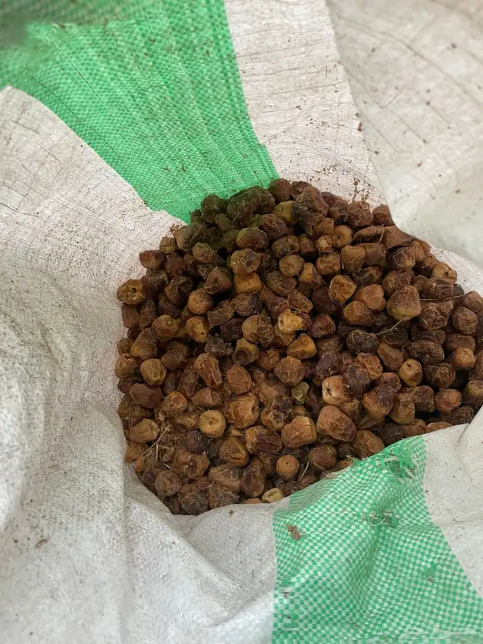 علف تمر للبهم اغلبه سكري وخلاص شي نظيف 1