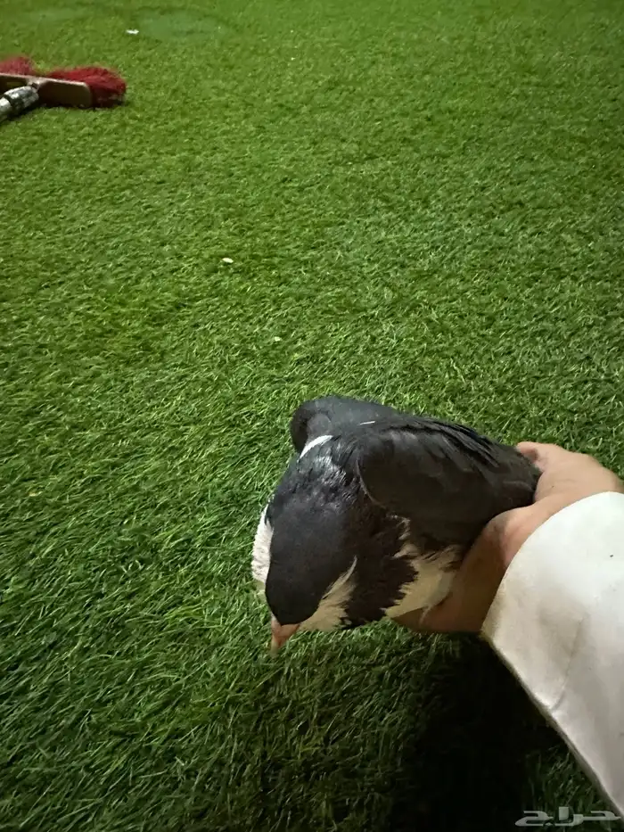 حمام زينه رخيص 1