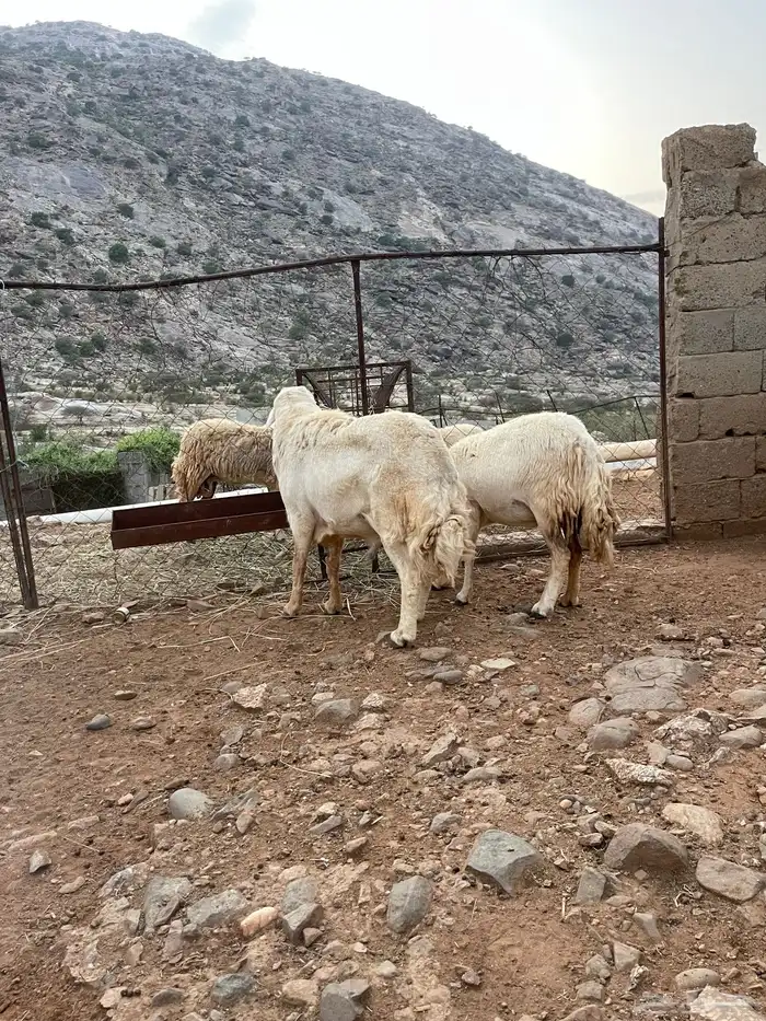 فحل حري فاخر 1