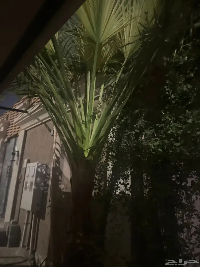 نخله أمريكي 2