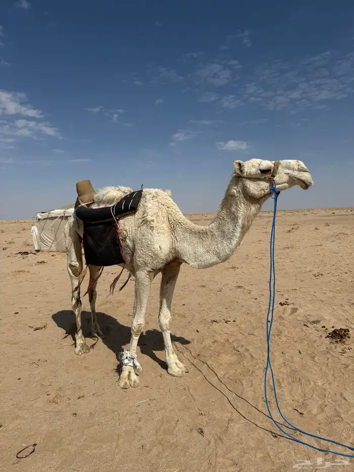 رحول ابل وضحى 1