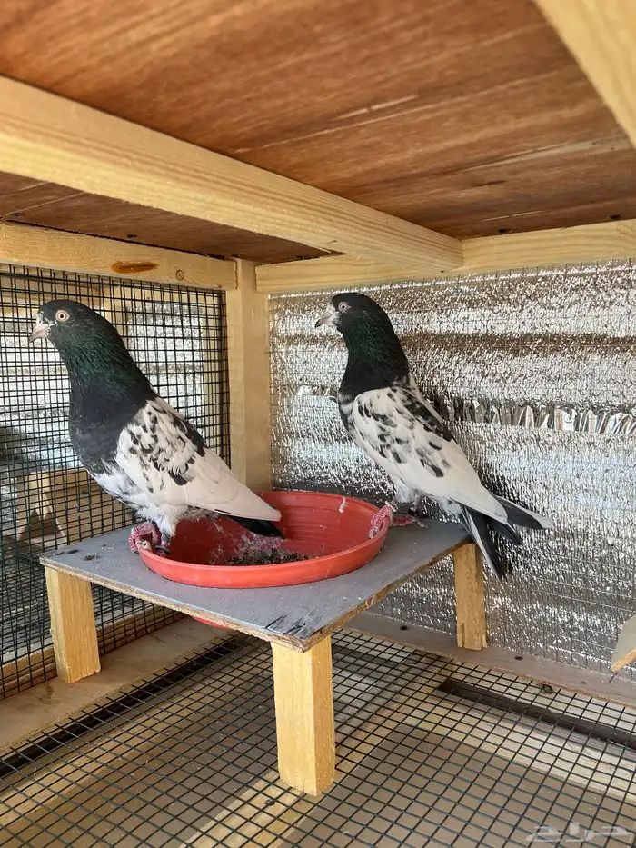 جوز رام تب تب 2