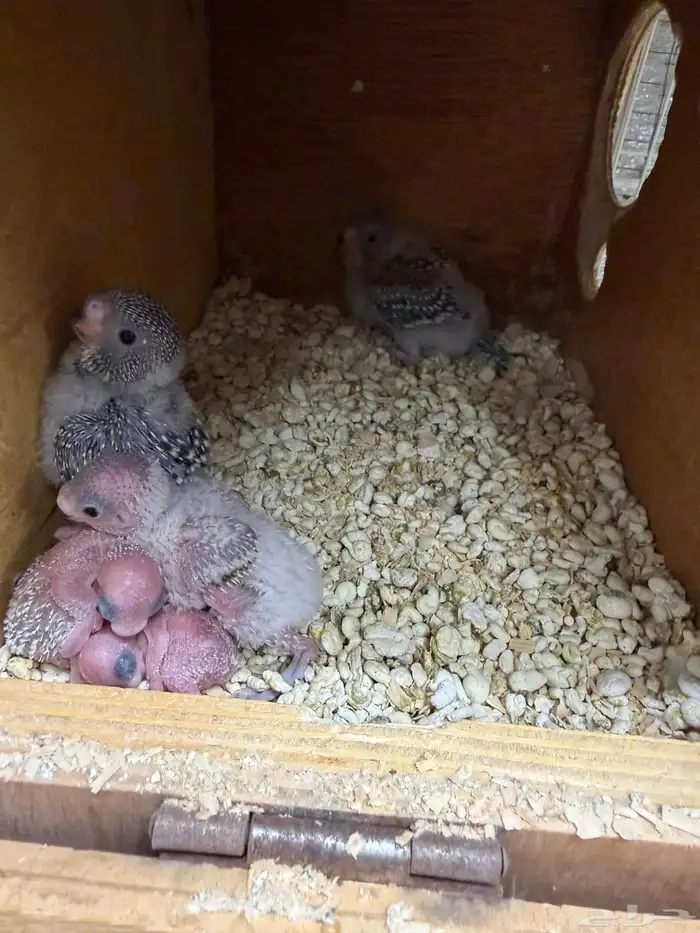 جوز بادجي هولندي مع انتاجه 2