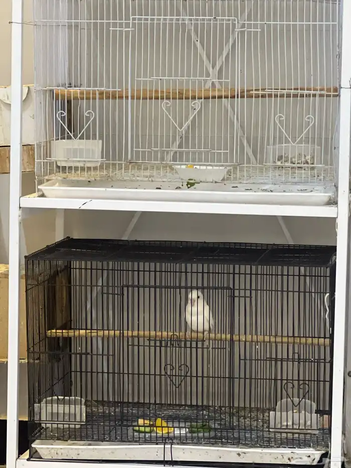 جوزين من طيور الروزمنتج وجوز درة هندي منتج والطيورحجم جمبو 0