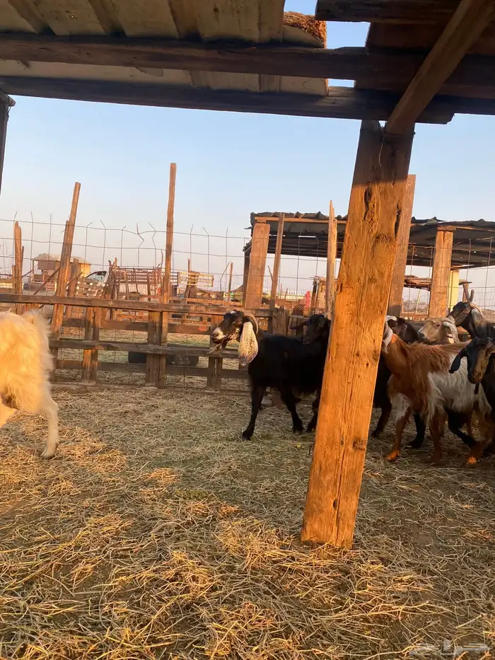 للبيع معزا عوارض وحريات بالفحل دفيع ومضاريع 4