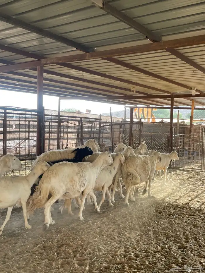 غنم حريات 15 بالفحل 4