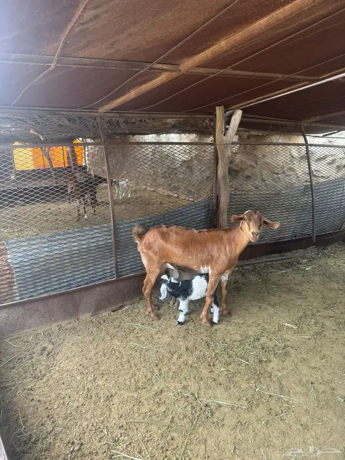 11ماعز 7عليها 8واربع وحده حليب وثلاث دفيع 5