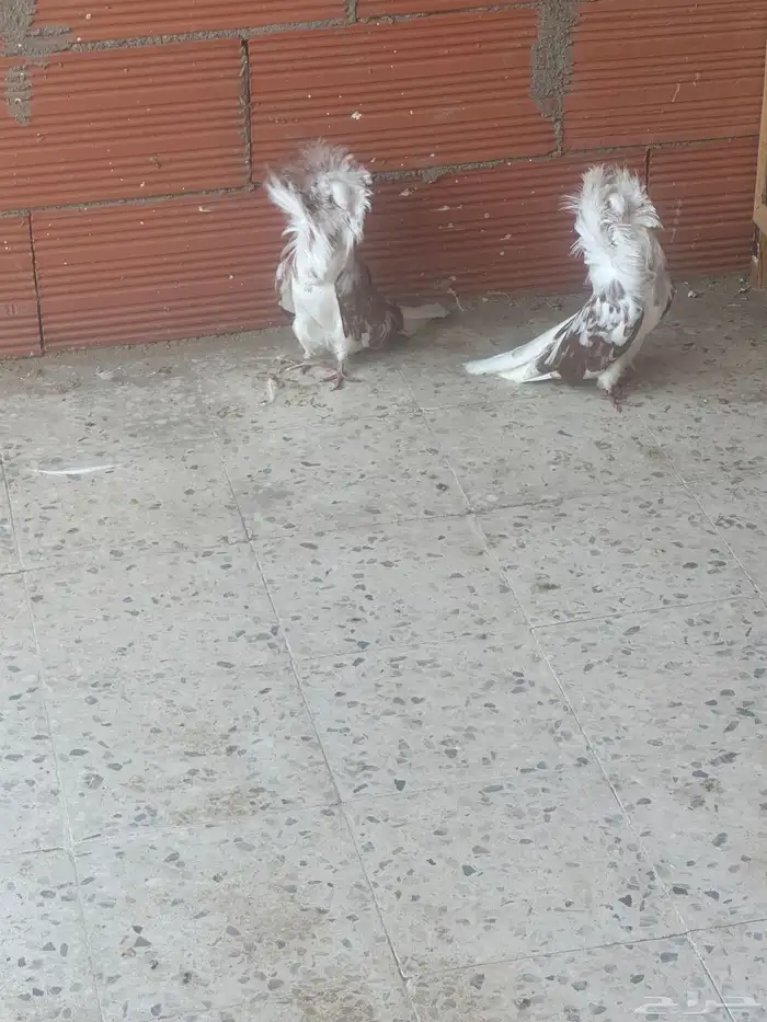 جواز حمام زينة 2