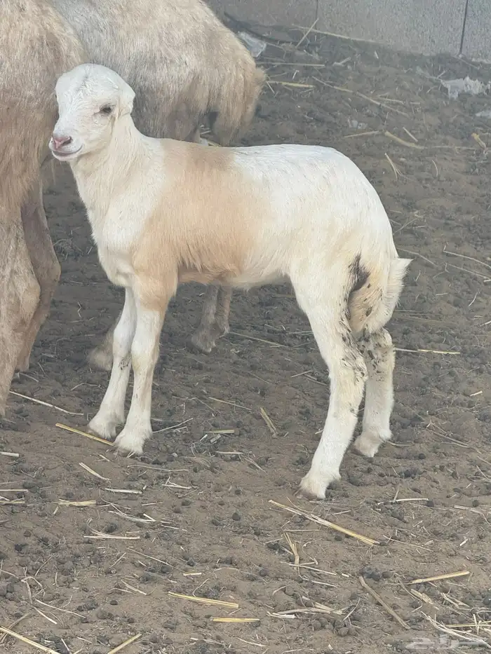 ضان مراح واحد مناتيج وقرايب 0