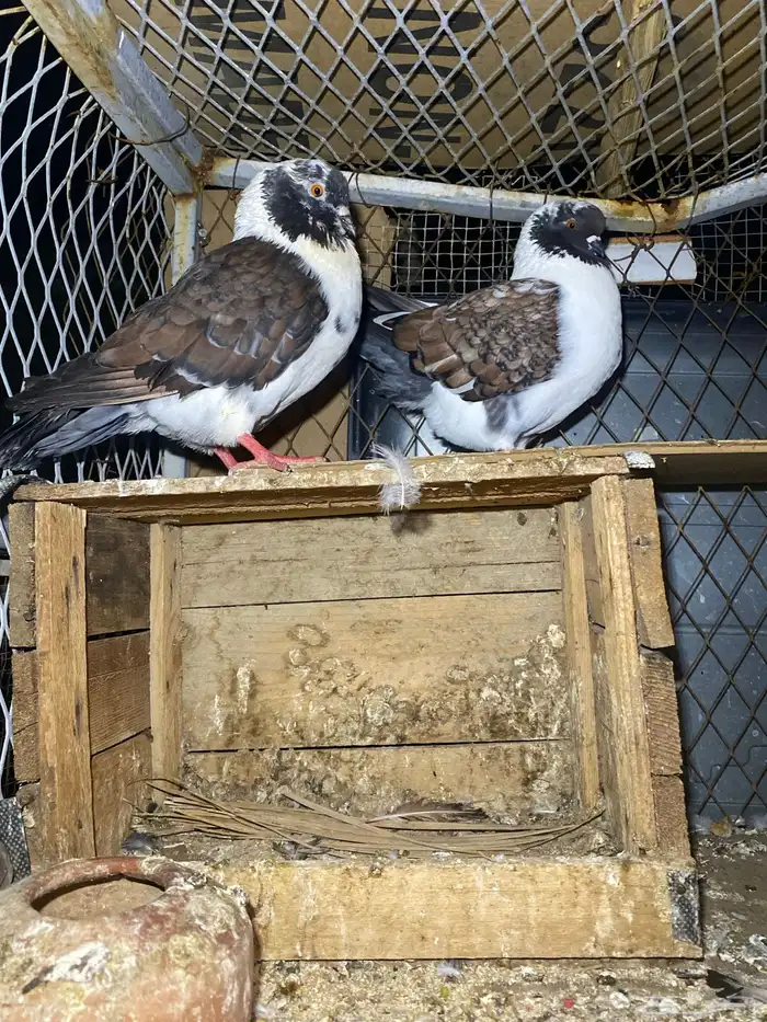 خلف مجمع البدر 1