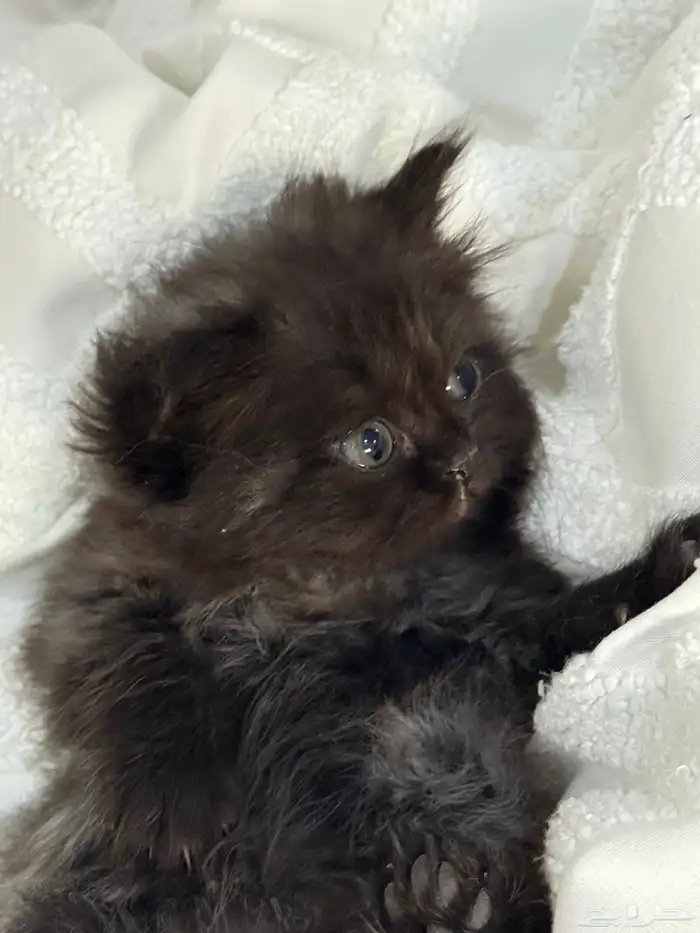 قطة شيرازي 0