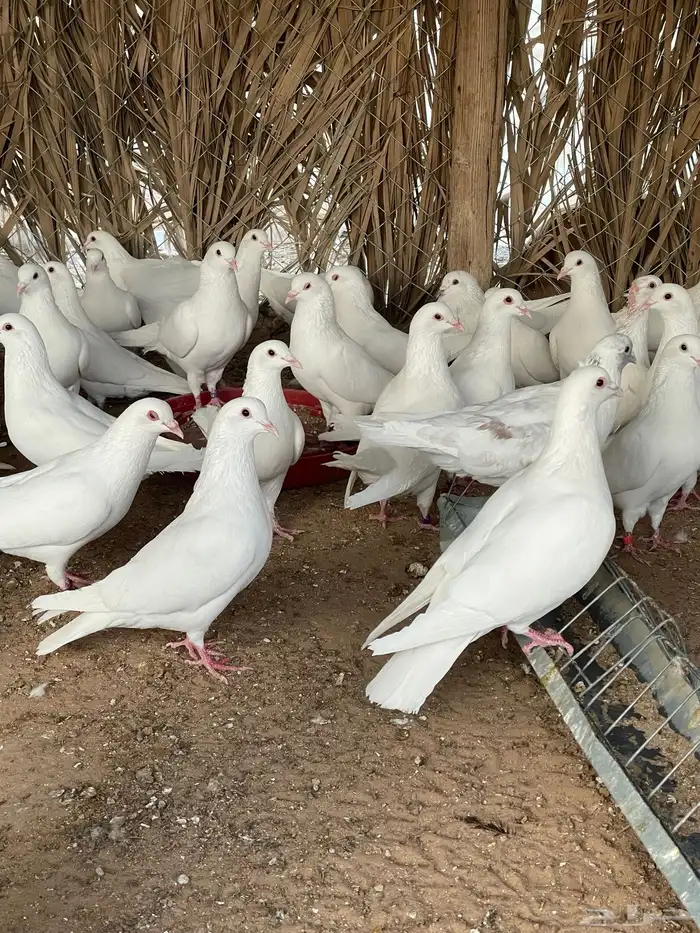 ذكور حمام فرنسي 3