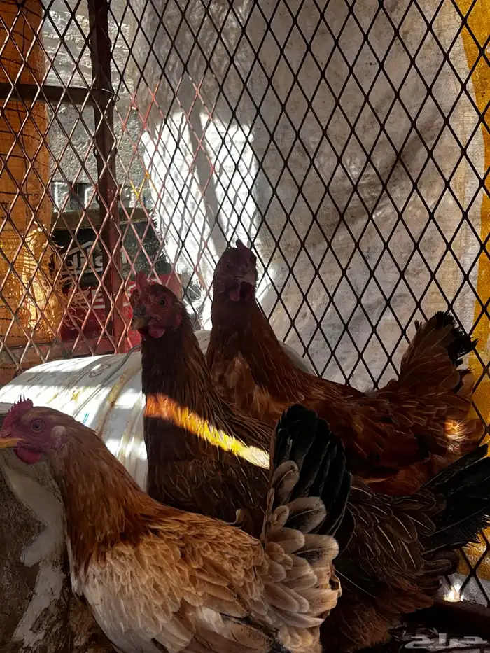 دجاج فرنسي و بلدي 4