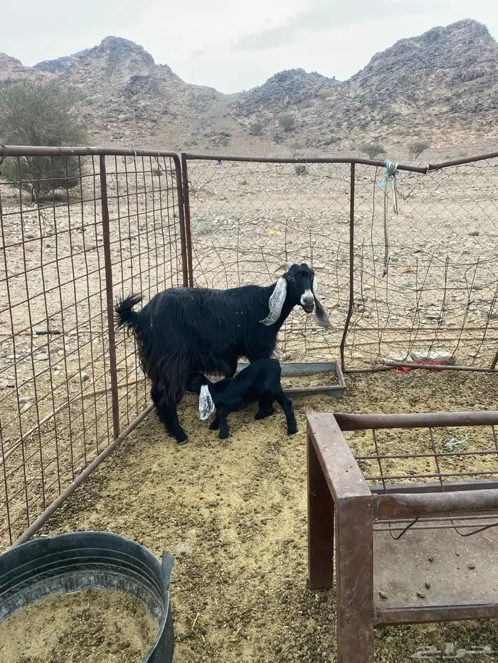 عنز معها توام 2