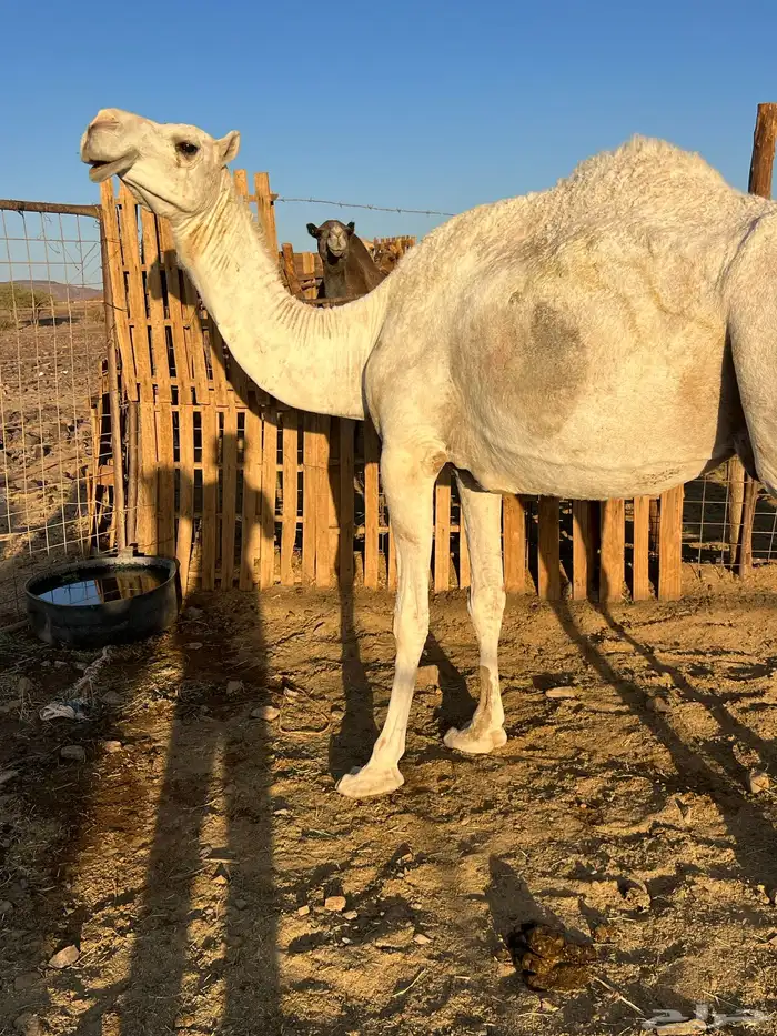 لقحه وضحاء ب 5200 يبلاش 0