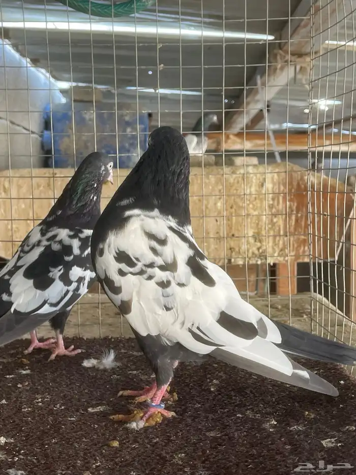 حمام باكستاني 4