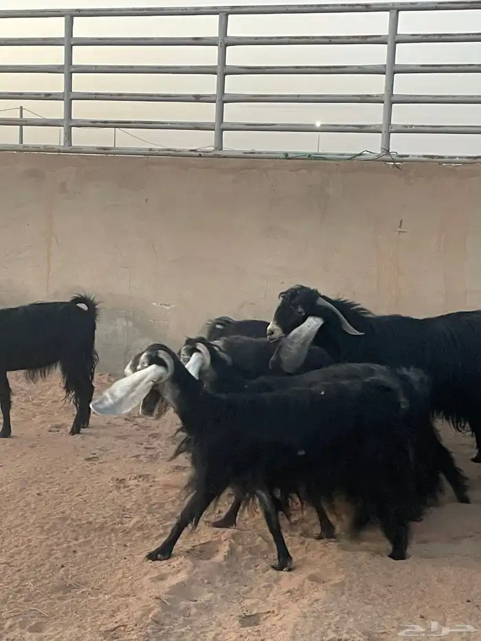 معزاء مع فحلهن ( تم البيع ) 1