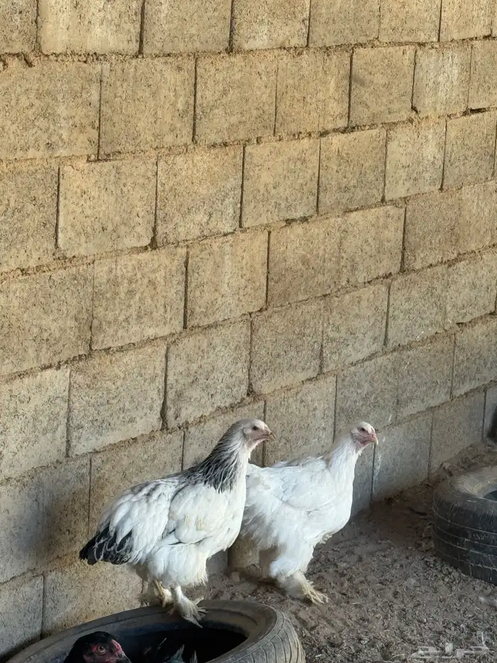 دجاج برهما كولمبي والأسود الصك خوارج سلالة كونك مستوىTOP 6