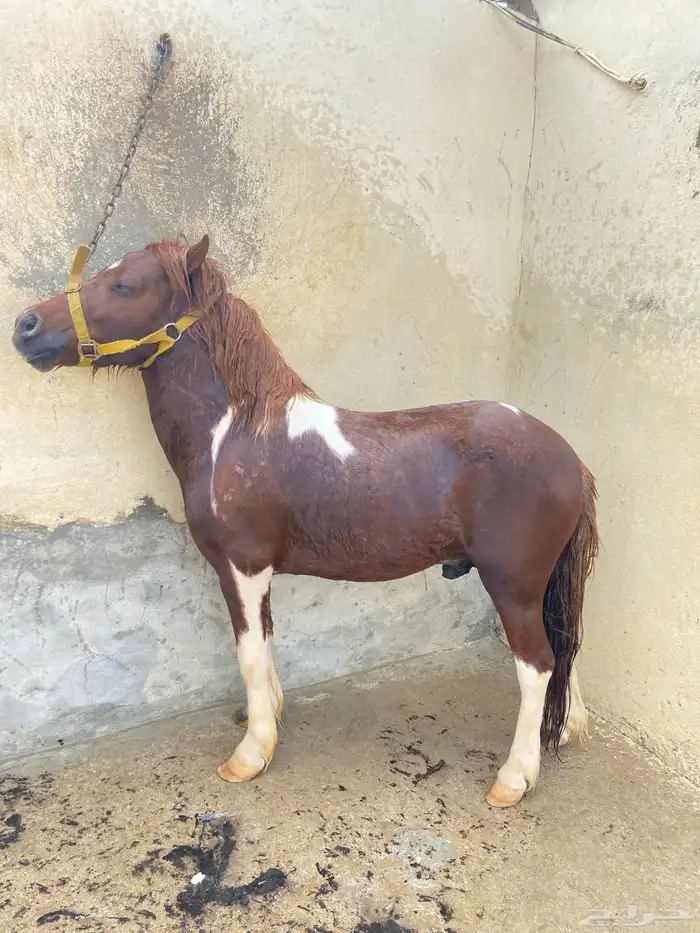 سيسي للبيع 1