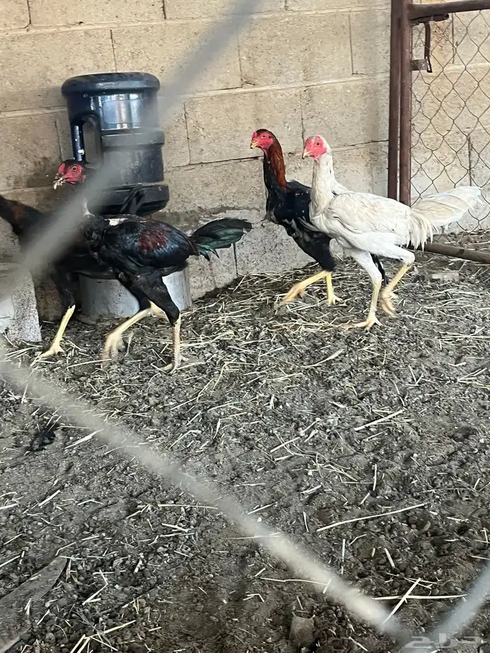 ديكه هجين سندي شامو 2