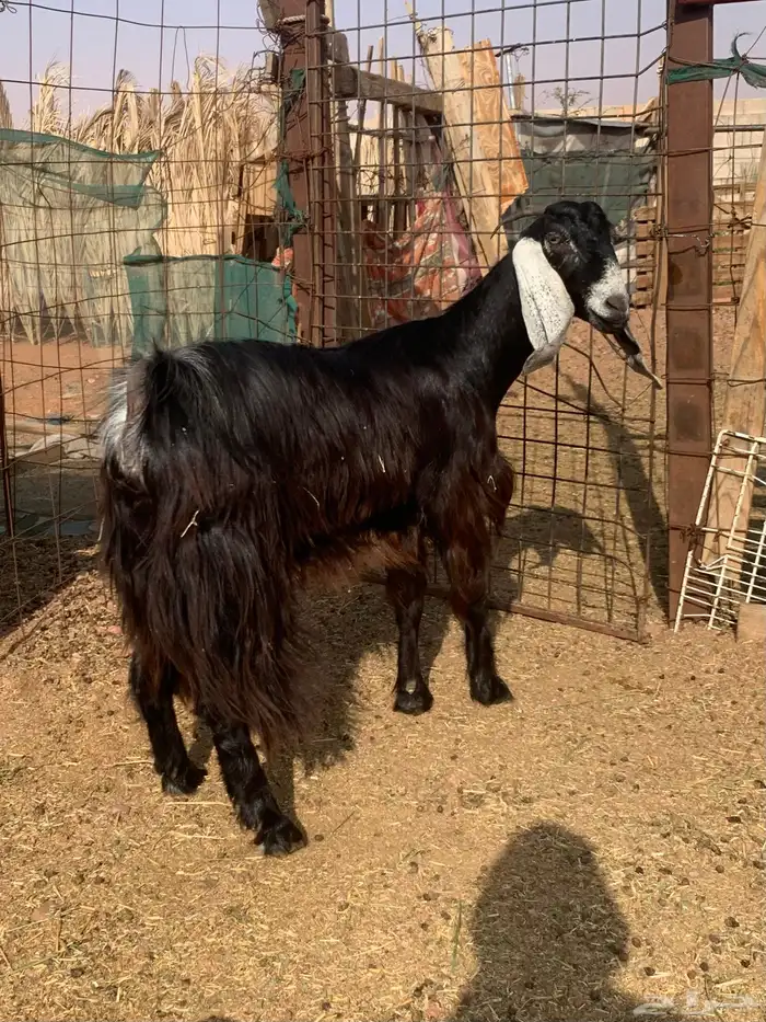 جفرة عارضية ثنية دافع 4