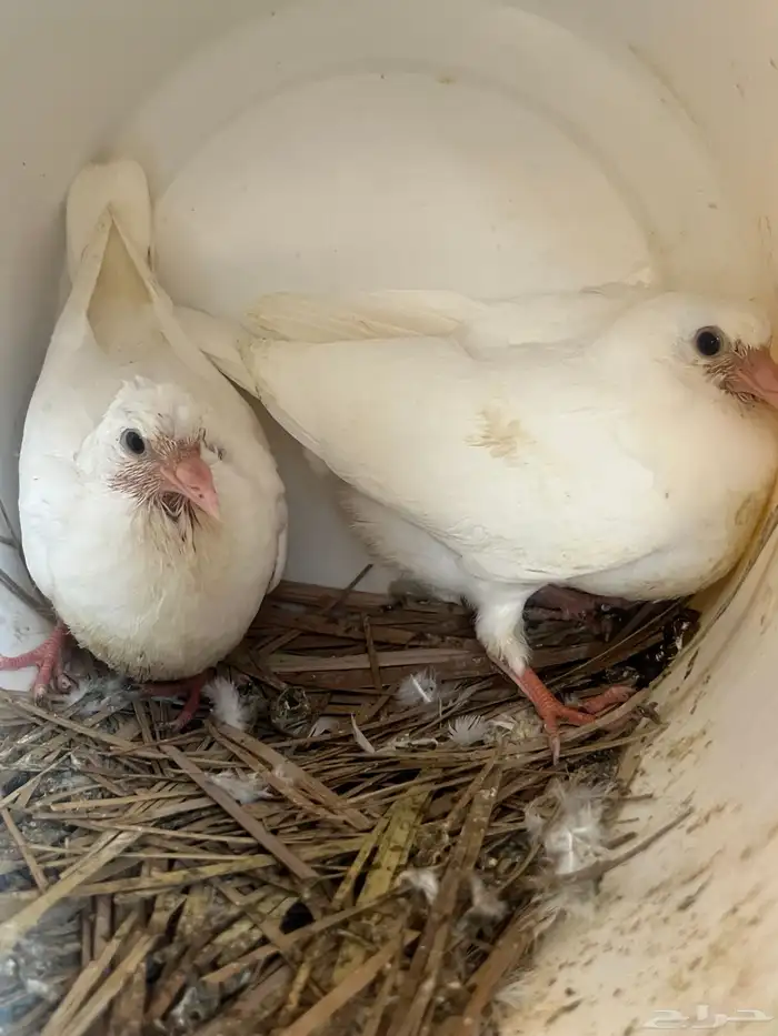 فروخ حمام زغاليل 0