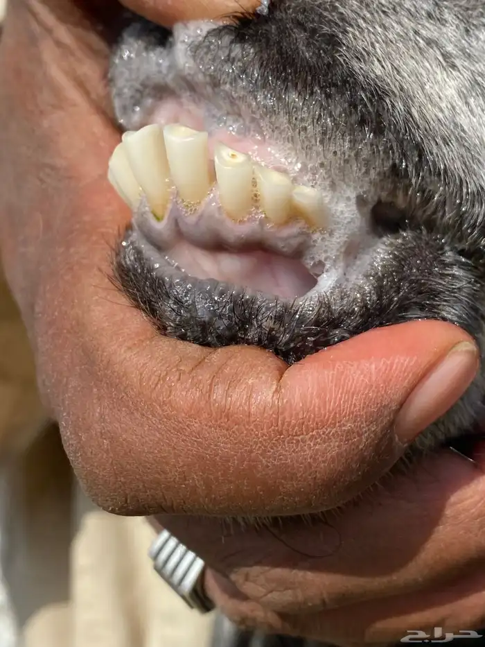 يامدورين الحليب معزا عارضيات حليب وافر شرط 35