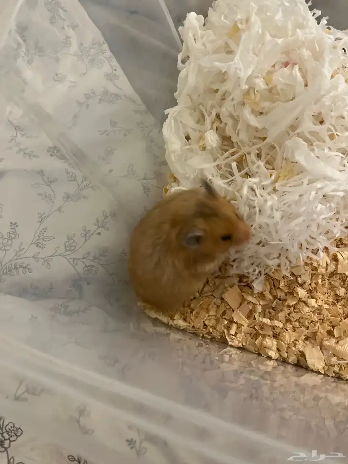 هامستر   اثنين أنثى 0