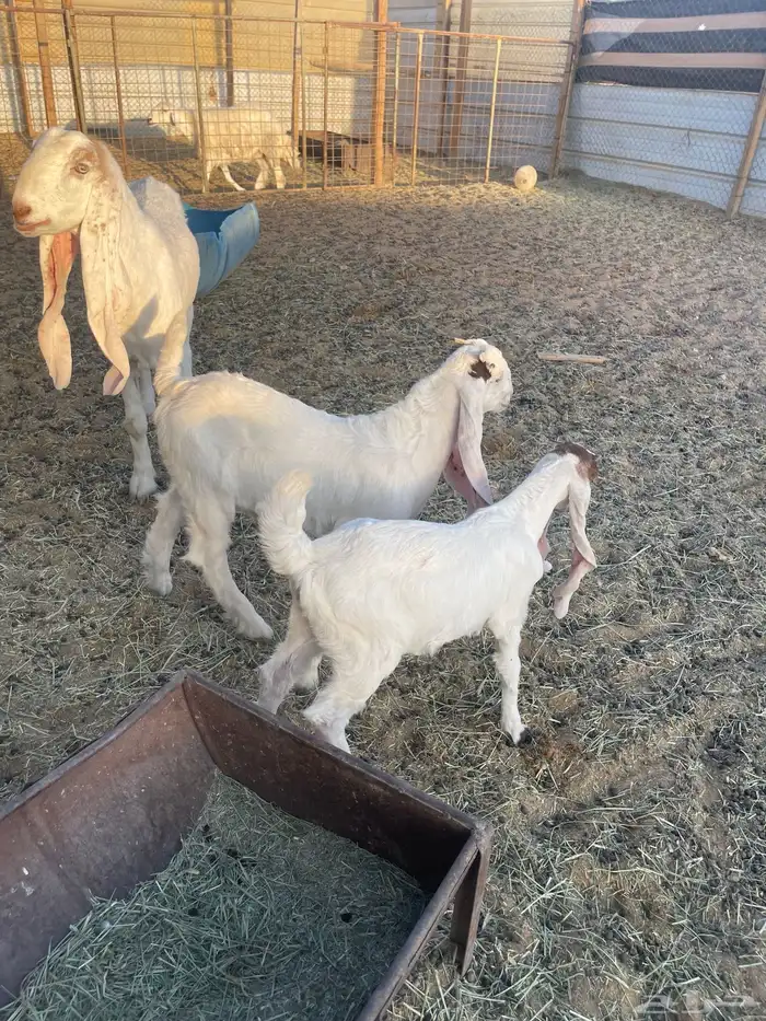 العرض الاول 5 مواعز بفحلها الثاني عنز سدس معها تيس وجفره 3