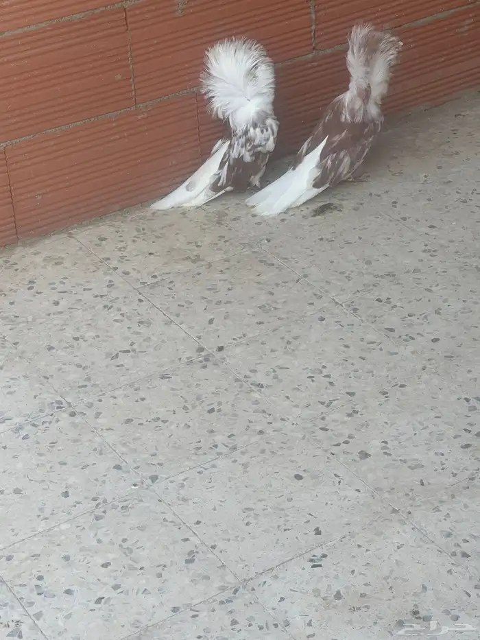 جواز حمام زينة 4