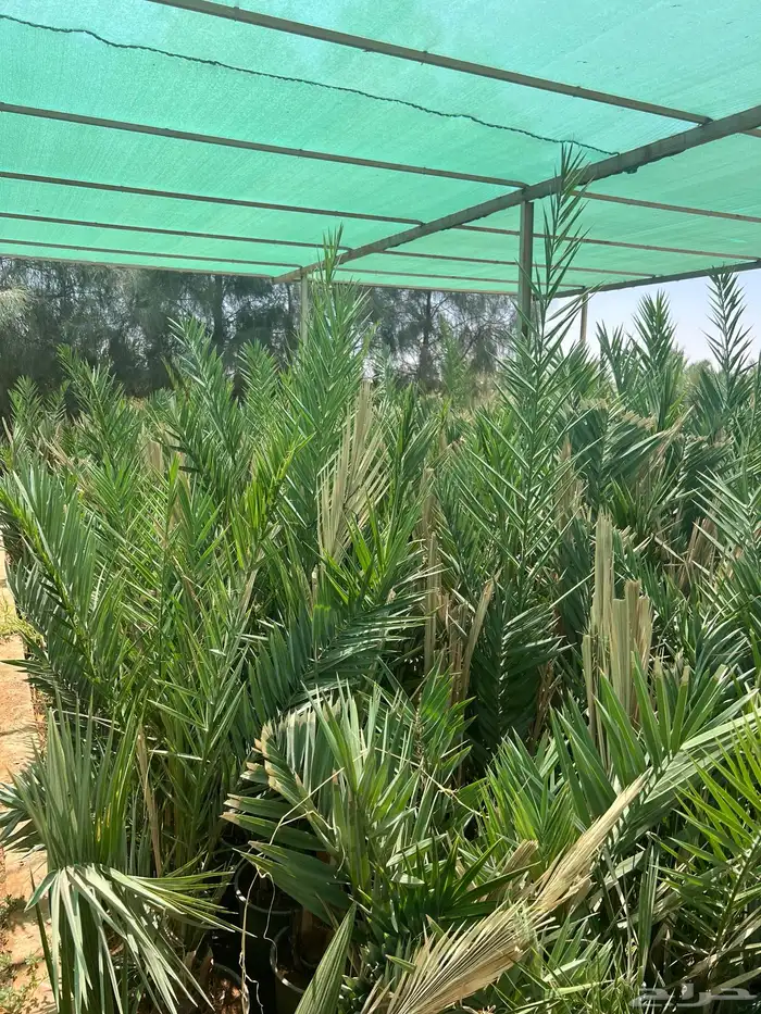 مجدول فراخ ومجذر 0